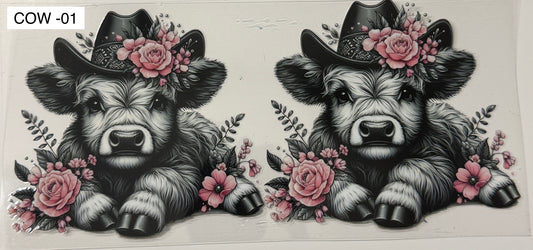 Cows